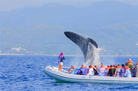 Whale Watching - Puerto Vallarta | Project Expedition