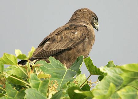 Hawaiian Hawk (I‘o) - American Bird Conservancy