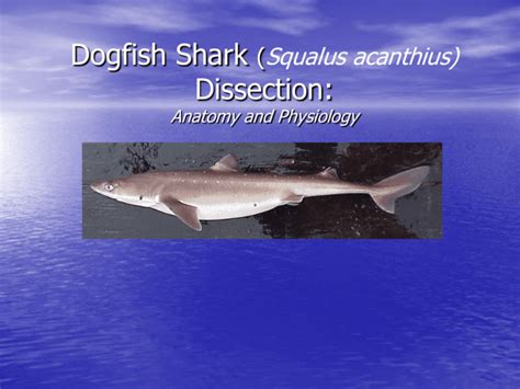 Dogfish Shark Dissection