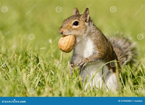 A Grey Squirrel Looking at You while Holding a Nut Stock Photo - Image ...