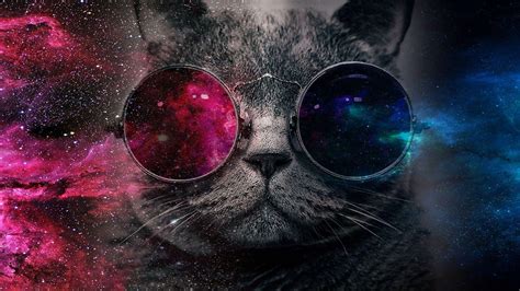 Cat with Glasses Wallpapers - Top Free Cat with Glasses Backgrounds - WallpaperAccess