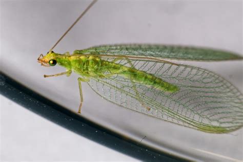 Lacewing Life Cycle: How Long Do Lacewings Live? - What's That Bug?