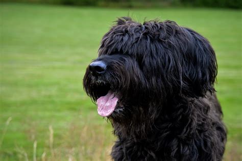 Briard - Alles over honden