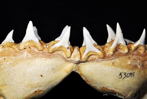 File:Carcharodon carcharias lower teeth.jpg - Wikimedia Commons