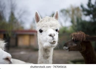 130 Lama Lip Images, Stock Photos, 3D objects, & Vectors | Shutterstock