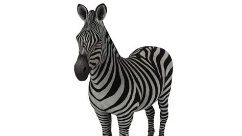 3D Zebra model - TurboSquid 1742935