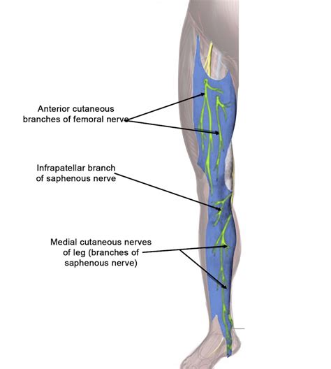 Saphenous Nerve Course - Abba Humananatomy