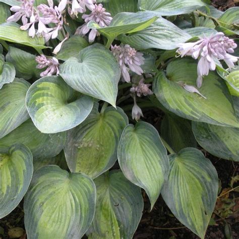 Hosta 'June' Plantain Lily from Antheia Gardens