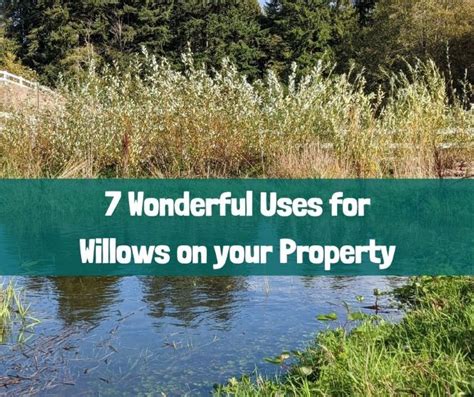 7 Wonderful Uses for Willows on Your Property - Growing with Nature