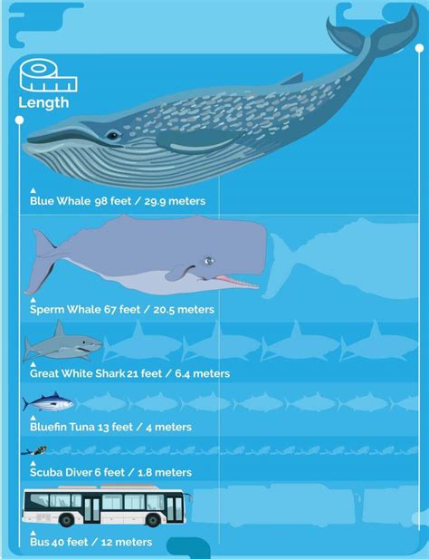 Blue Whale Size Comparison To Elephants