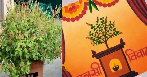 Tulsi Vivah Puja Vidhi, Process, History, Significance, Date Time 2023 ...