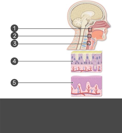 Pharynx Histology - Epithelial Lining of the Pharynx | GetBodySmart