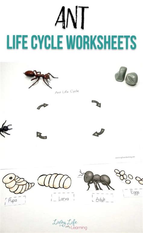 Ant Life Cycle Worksheets