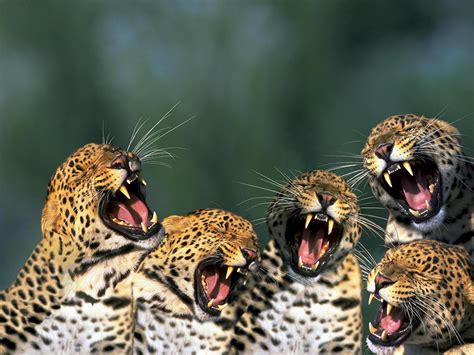 Pictures Big cats Leopards animal 1600x1200