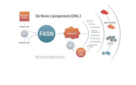 FASN - Sagimet Biosciences