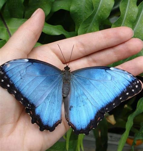 40 Naturally Occurring Blue Colored Animals - Tail and Fur