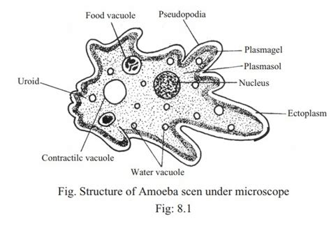 Amoeba Diagram | Quizlet