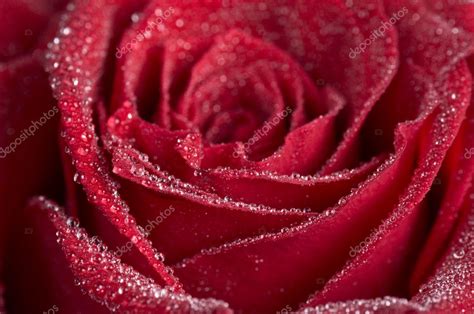 Red rose close-up — Stock Photo © pixelmania #3960529