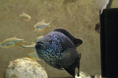 Electric Blue Jack Dempsey Care: Tank Size, Mates, and Aggression