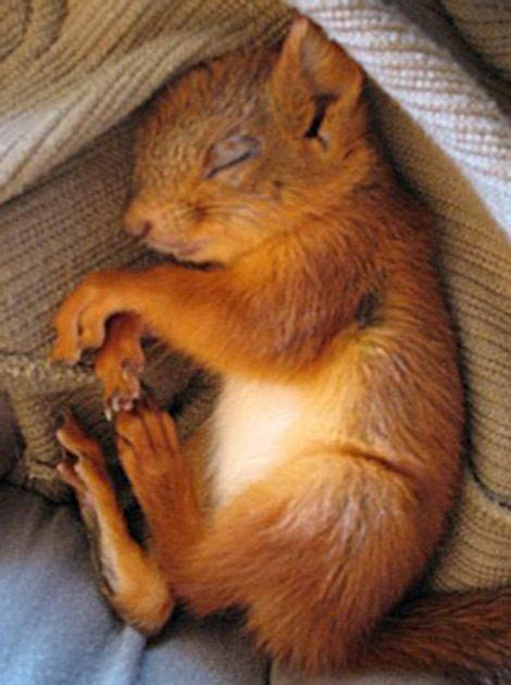 Baby Squirrel | Baby squirrel, Sleeping animals, Baby animals