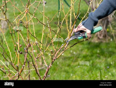 Gardener pruning rose bushes in spring Stock Photo - Alamy