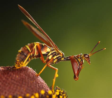 15 de los insectos que mejor dominan el camuflaje