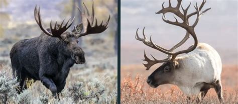 Moose vs Caribou Comparison (key differences explained)