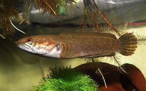 Channa gachua – Dwarf Snakehead (Channa limbata, Ophicephalus gachua) — Seriously Fish