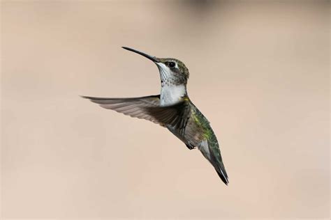 Hummingbird Migration Guide: The World's Tiniest Bird's Lonely and ...