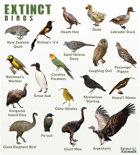 List of Extinct Birds With Pictures