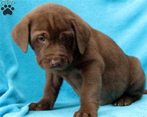 Chocolate Lab Pitbull Mix Puppy | Pitbull Puppies