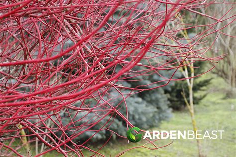 Red Twig Dogwood Guide: How to Grow & Care for “Cornus Sericea”