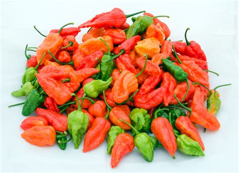 Bhut Jolokia, Ghost Pepper, Naga Jolokia - World's Hottest Chile Pepper, Guinness World Record ...