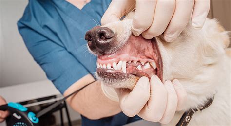 How to Clean Dog Teeth Without Brushing: 5 Easy Ways - Love Of A Pet