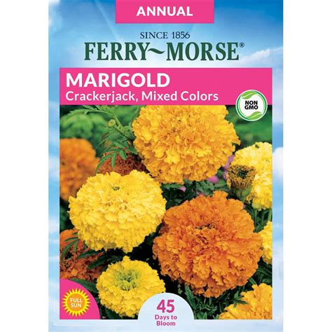 Marigold Crackerjack Mixed Colors Flower Plants, Bulbs & Seeds at Lowes.com