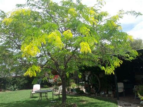 My gleditsia tree | Plants, Garden, Tree