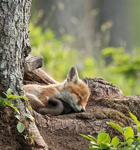 Adorable sleeping fox! | Cute baby animals, Cute animals, Baby animals