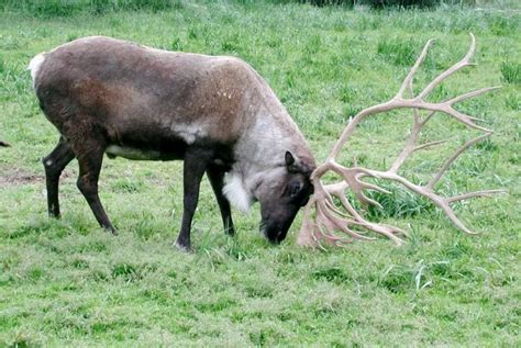 Free picture: caribou, antlers