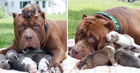 World’s Biggest Pitbull Hulk’s New Litter Will Be Sold For A Whopping $500,000 - Small Joys