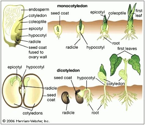 Image result for monocot vs dicot seed germination | Plant science, Biology plants, Teaching biology