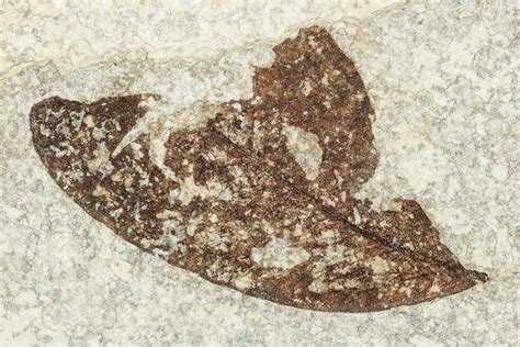 2.4" Fossil Leaf - Green River Formation, Wyoming (#248223) For Sale ...