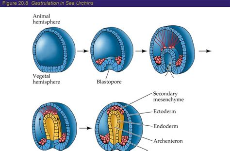 Gastrulation In Sea Urchin Slideshare