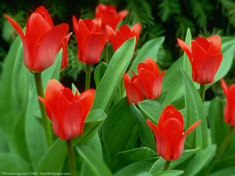 Red Tulip Wallpapers - Wallpaper Cave