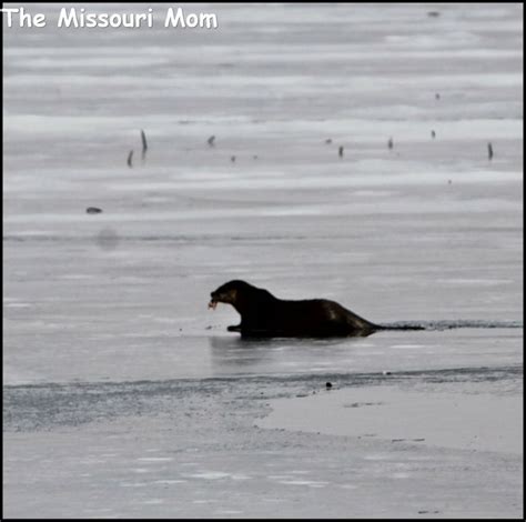 Wildlife at Duck Creek Conservation Area in Bollinger County, Missouri ...