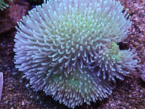 White Toadstool Coral – Reefstock Online