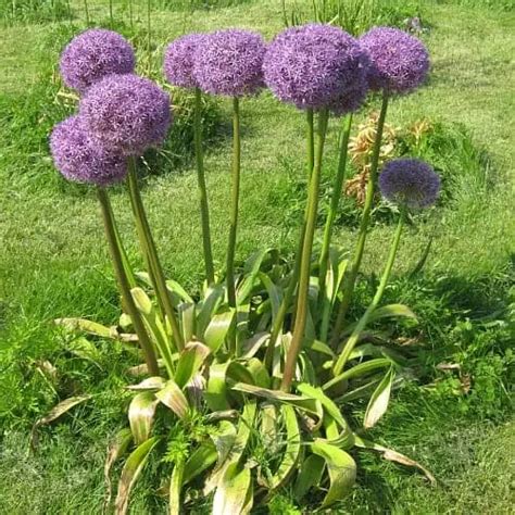 10 Best Plants That Repel Squirrels 2023 [Plants Squirrels Hate] - Pond Informer