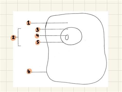 2.1. Cell structure (DONE) Flashcards | Quizlet