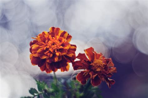 Flowers with bokeh · Free Stock Photo