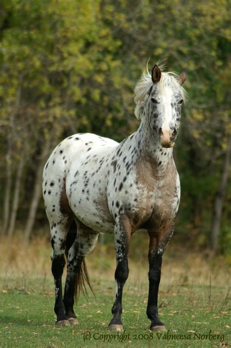 Horses | Appaloosa horses, Horse breeds, Horses