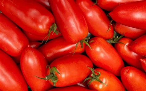 San Marzano tomato 🍅 🌱 Discover the rich flavors and history of this ...